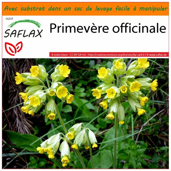 Garden in the bag - primevère officinale - 100 graines - primula veris