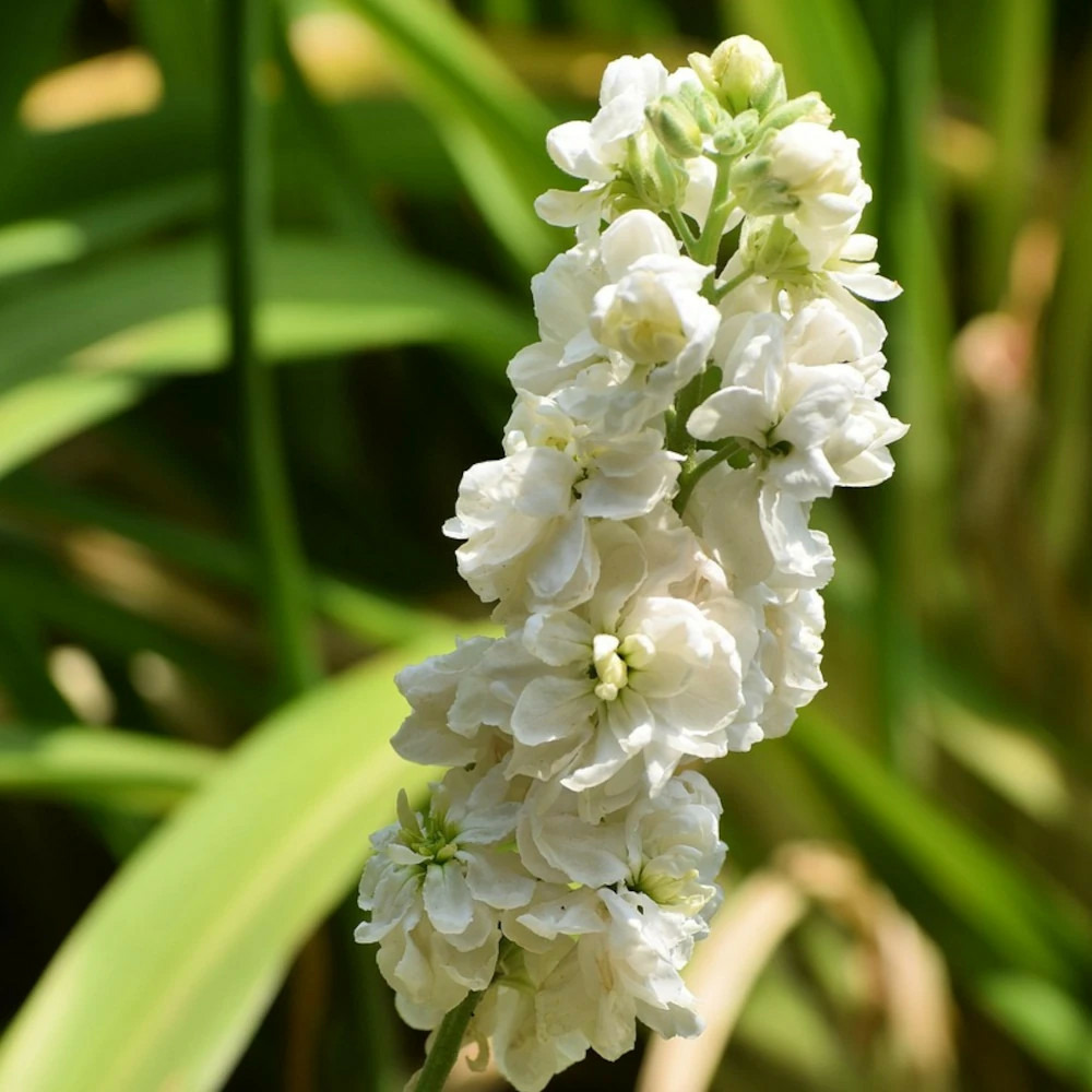 Pied-d'alouette magic fountain pure white, delphinium lot de 9 godets