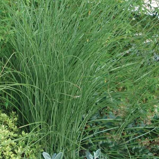 Eulalie, roseau de chine 'gracillimus' pot de 2l/3l