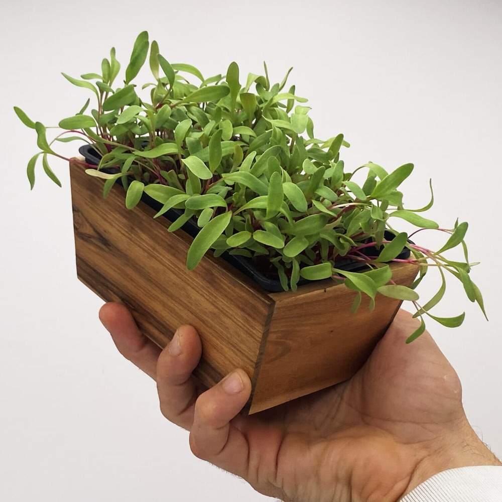 Graines de micro pousses de betterave rouge