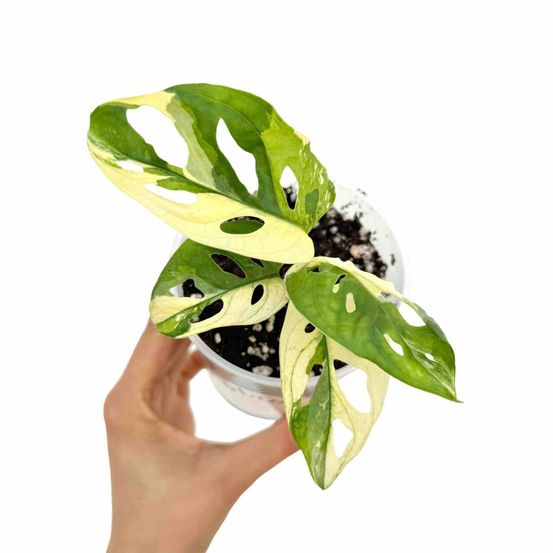 Monstera adansonii variegata - plantes d'intérieur