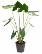 Alocasia zebrina - plante d'intérieur xxl - pot 32cm - hauteur 140-150cm