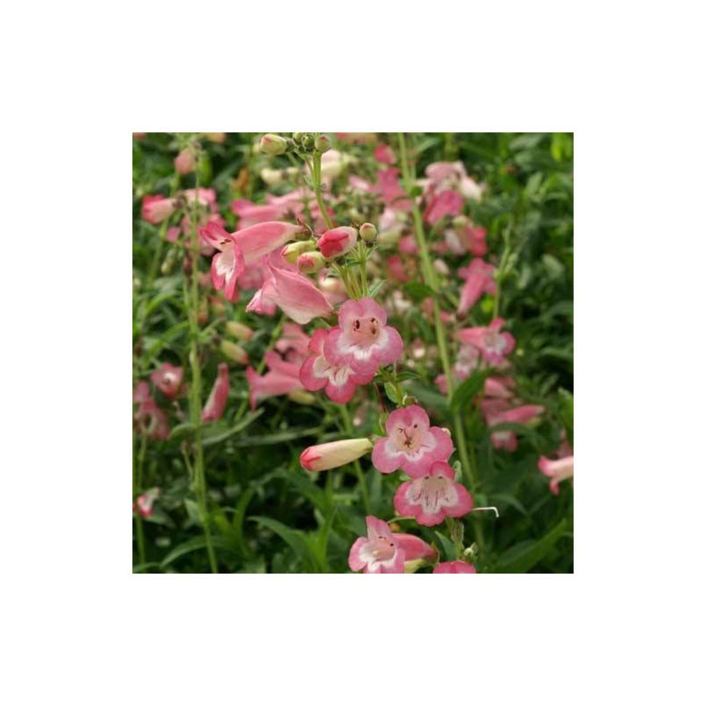 Penstemon kilimanjaro lot de 5 godets