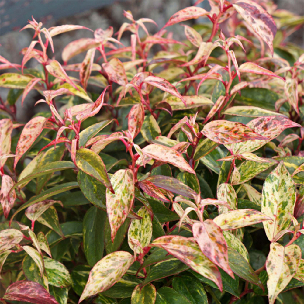 Leucothoe 'makijaz' pot de 3l/4l