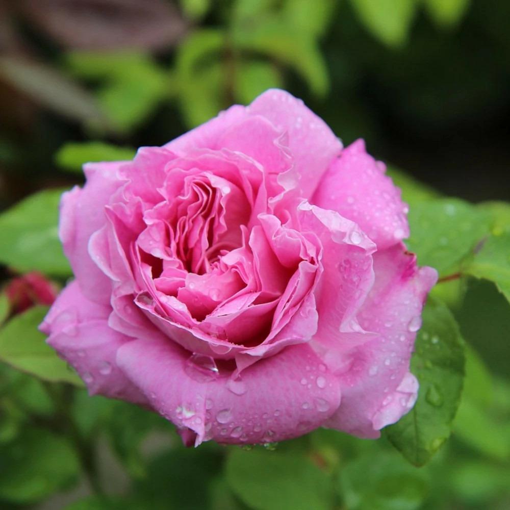 Rosier arbustif fragonard® 'delparviro' pot de 5l - touffe