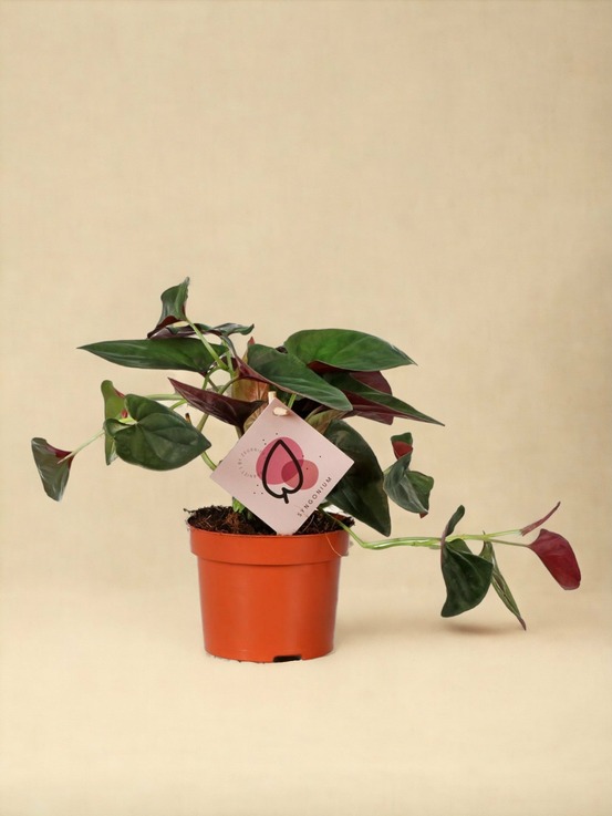 Syngonium red arrow