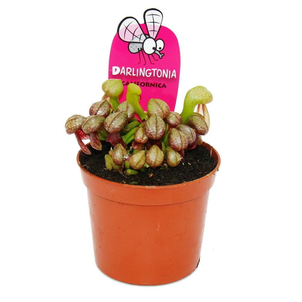 Plante carnivore - lys de cobra - darlingtonia californica - pot de 9cm - rareté