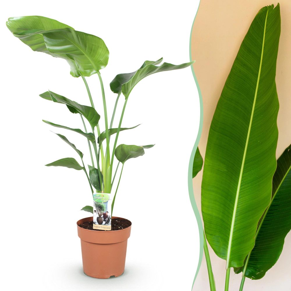 Strelitzia nicolai - plantes d'intérieur