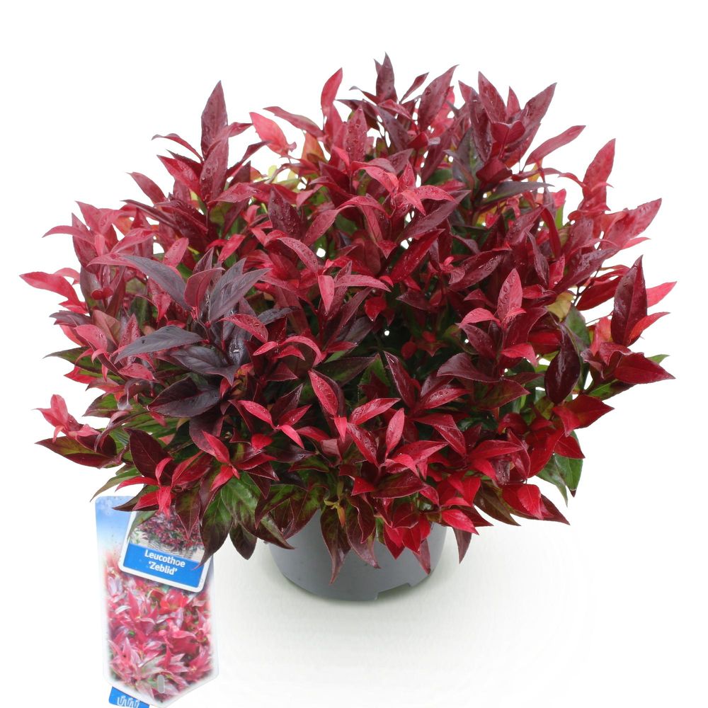 Leucothoé 'zeblid' - pot 17 cm - hauteur 40 cm - plante d'extérieur