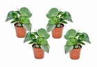 Peperomia raindrop - set de 4 - pot 12cm - hauteur 20-30cm - peperomia polybotrya - plantes d'intérieur