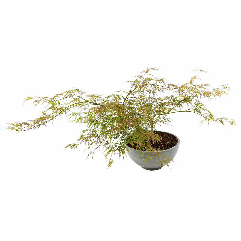 Acer palmatum dissectum 'viridis' : coupe 7l