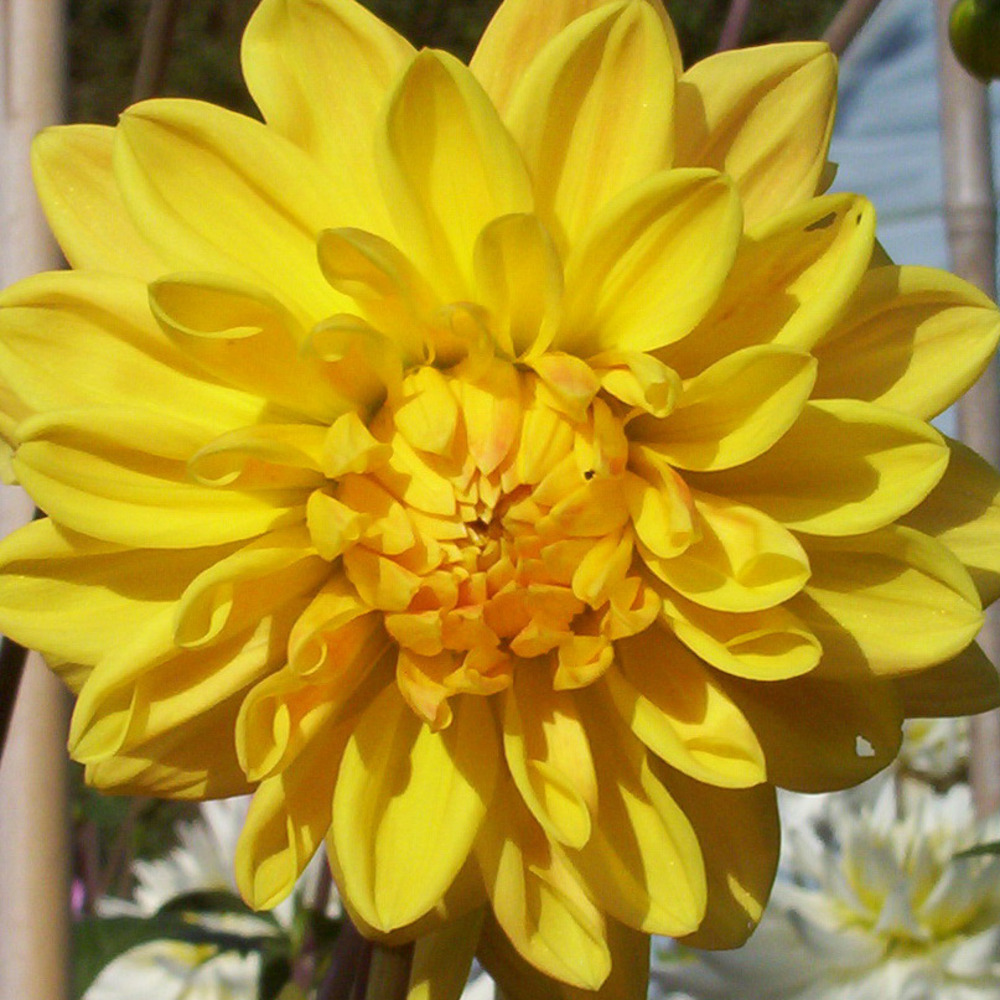 Dahlia décoratif 'golden emblem' bulbe calibre i