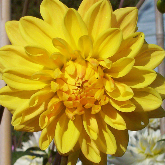 Dahlia décoratif 'golden emblem' bulbe calibre i