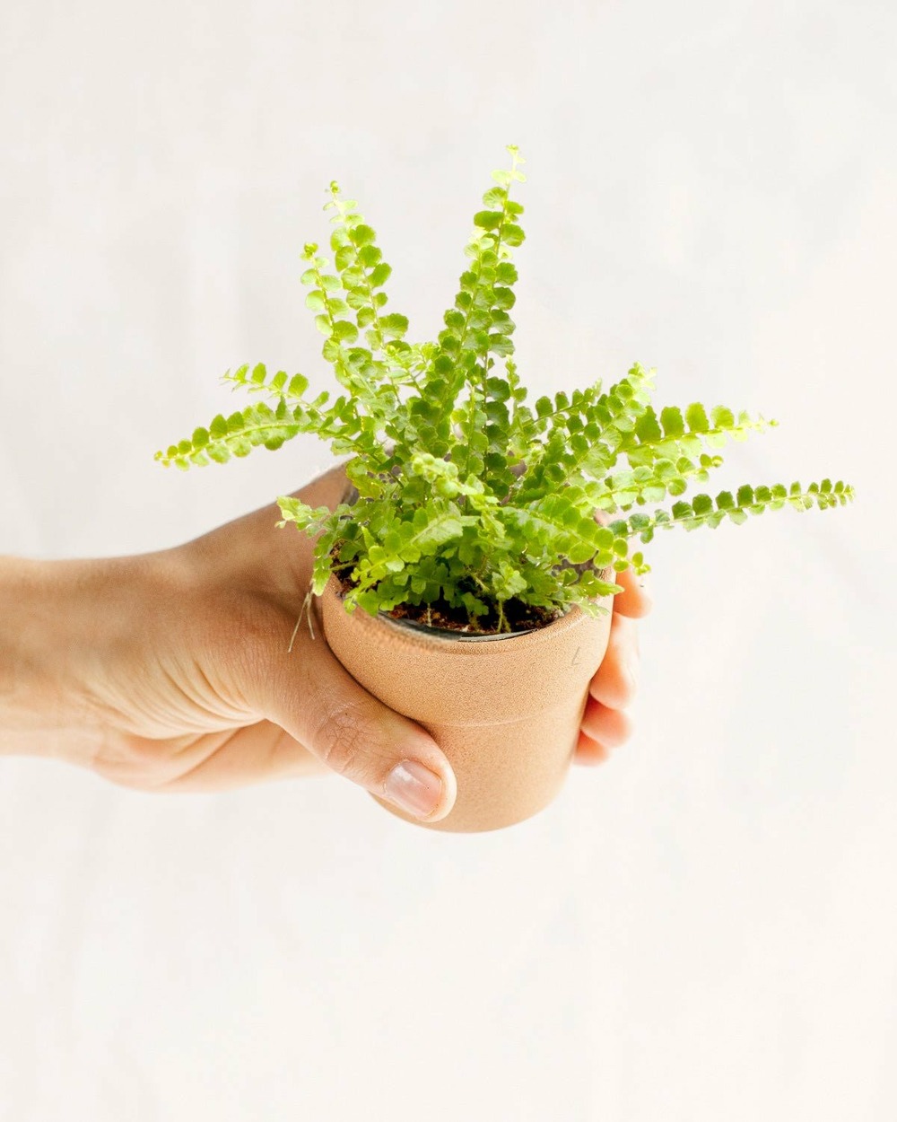Mini nephrolepis exaltata duffy 15cm - plante d'intérieur