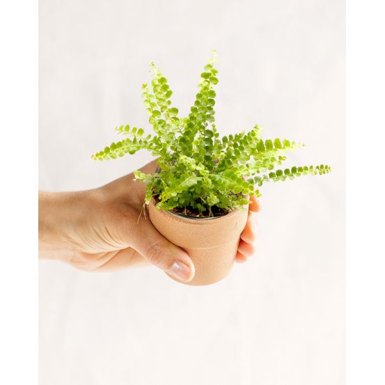 Mini nephrolepis exaltata duffy 15cm - plante d'intérieur
