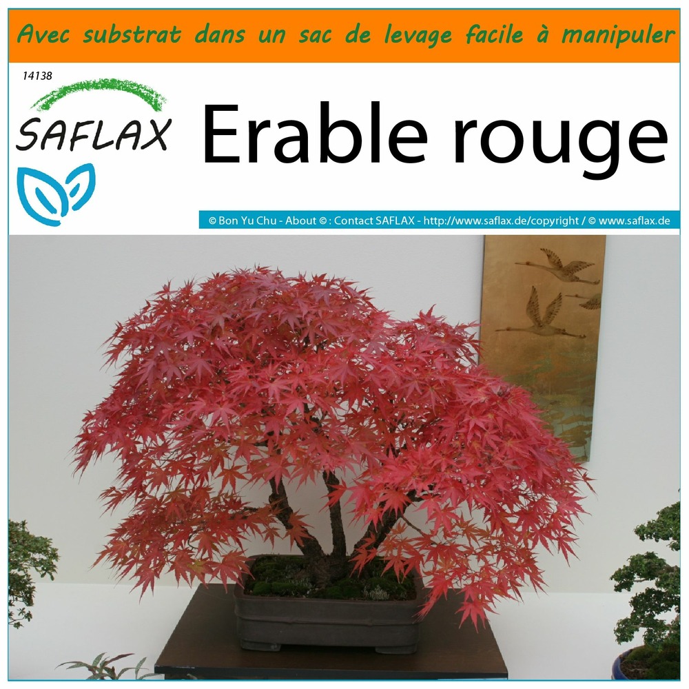 Garden in the bag - erable rouge - 20 graines - acer rubrum