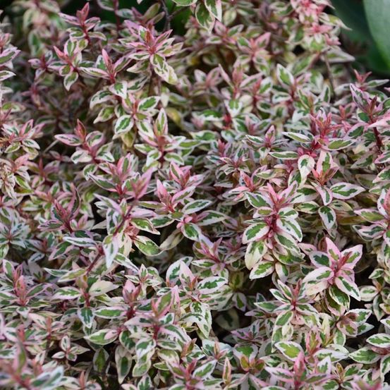 Abelia pink lady® 'keylad', abélia à grandes fleurs pot de 4l - 40/60 cm