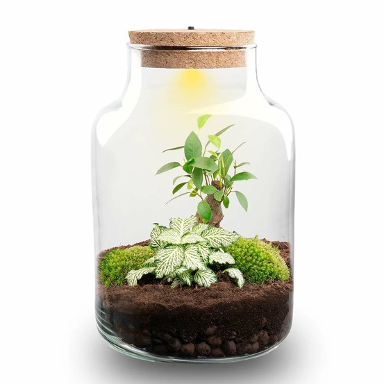 Planten terrarium - little milky + led lamp ↑ 25 cm