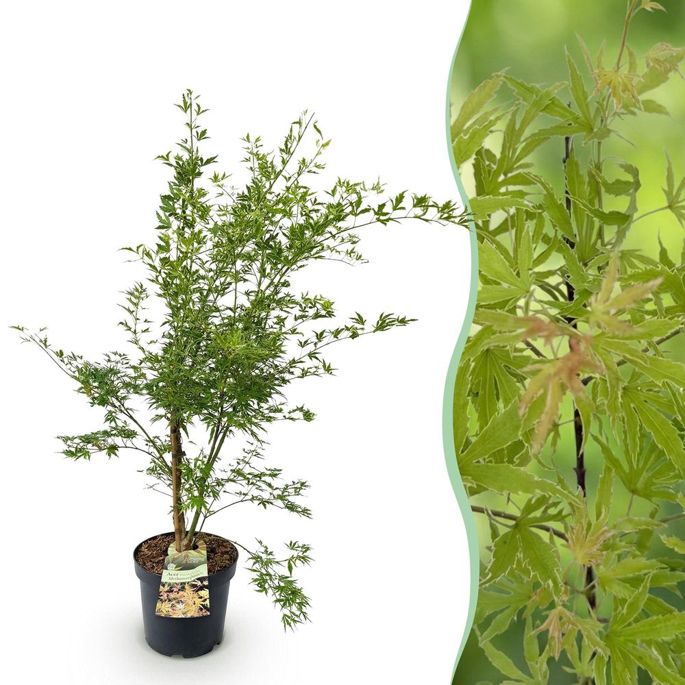 Érable du japon metamorphosa - h 90 cm, pot ø26 cm