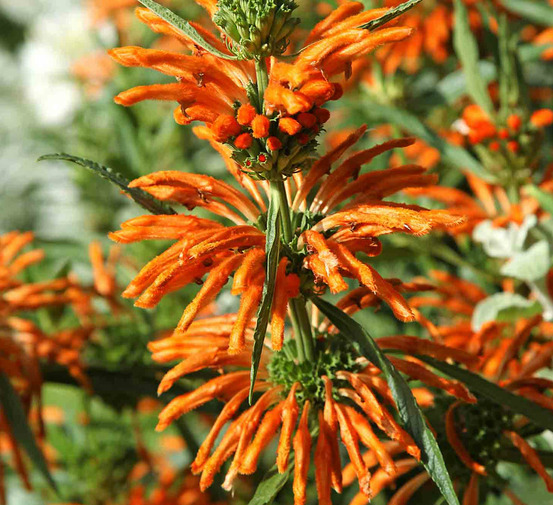 Leonotis leonurus (queue de lion) couleur floraison:orange - pot de 2 litres - 20/60 cm