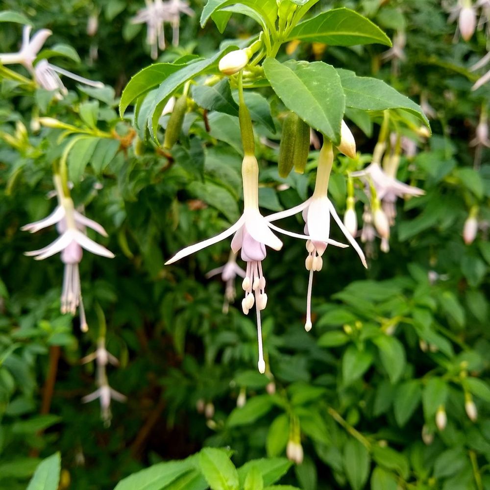 Fuchsia de magellan 'var. Molinae' godet de 8/9 cm