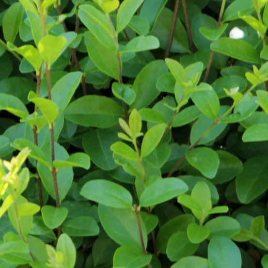 Troène du japon, ligustrum pot de 4l - 40/60 cm