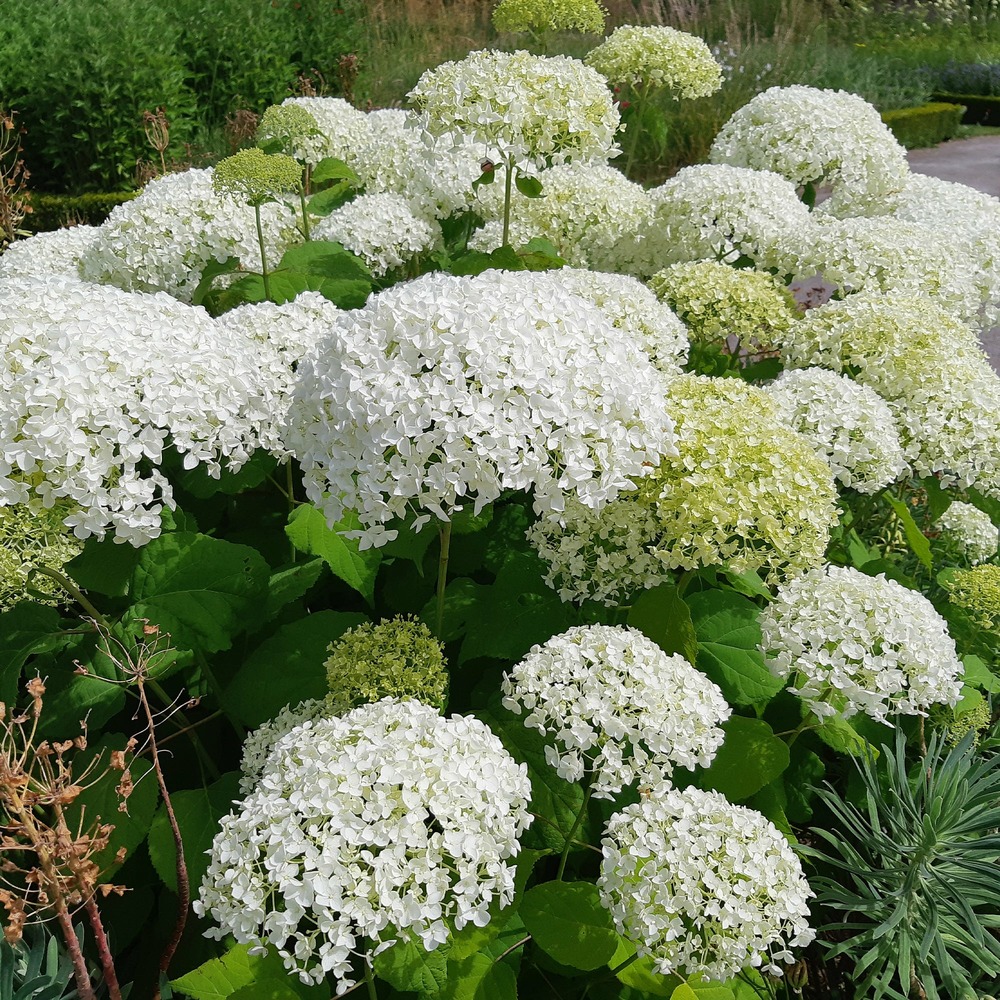 Hortensia strong annabelle - le pot / 3l / hauteur livrée 30-40cm