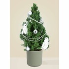 Hubert le polaire - sapin naturel en pot - vert d'eau (céramique) - hauteur : 60/70cm