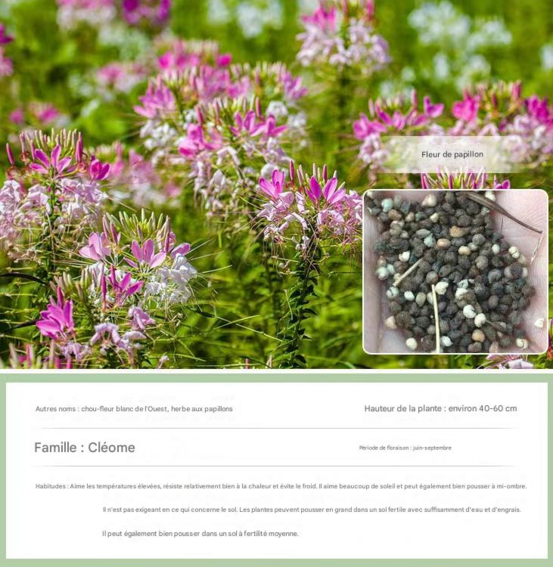 Dtopbuyage - graines de cléome 200 gélules