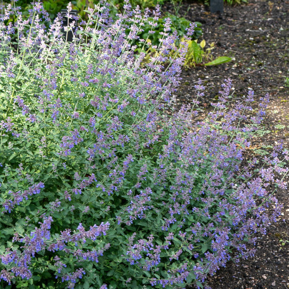Nepeta dropmore - le pot / ø 9cm, vendu par lot de 2