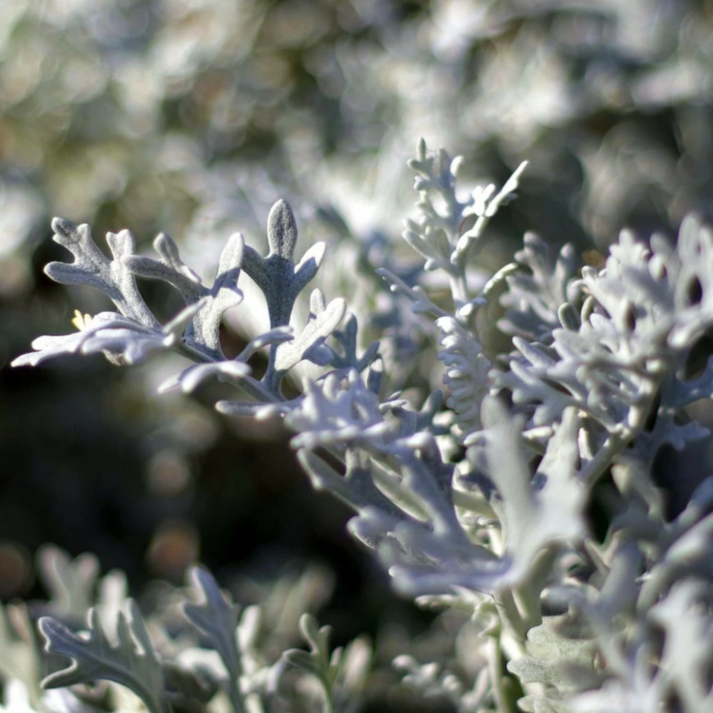 Armoise du valais - sans traitement lot de 3 godets