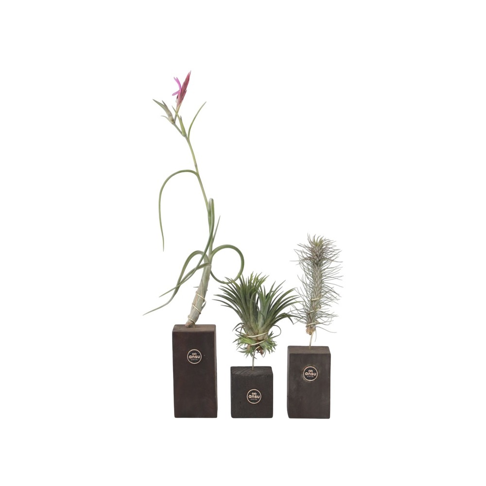 Plante aérienne - set de 3 - tillandsia 'burnt wood trio' - hauteur 30-35cm