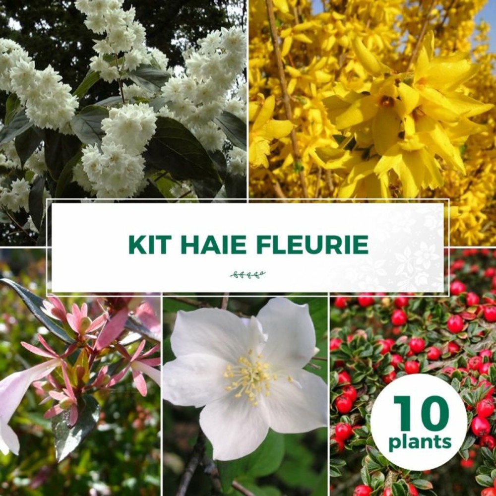 Haie fleurie - 10 arbustes