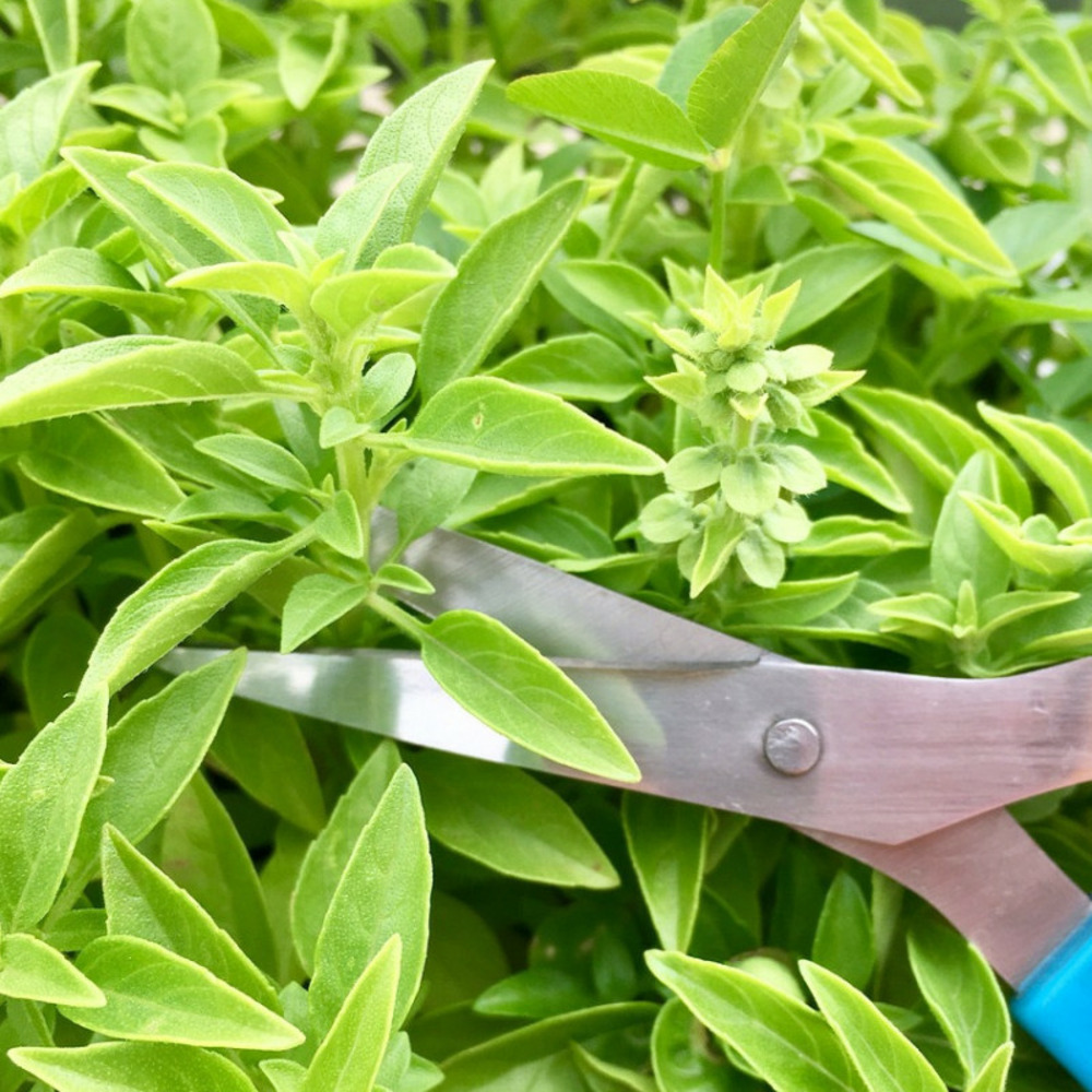 Graines de basilic pistou - vilmorin sachet