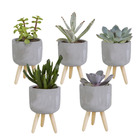 5x mélange de succulentes - plante d'intérieur - gris - pot en béton sur 3 pieds - ⌀5,5 cm - ↕5-10 cm