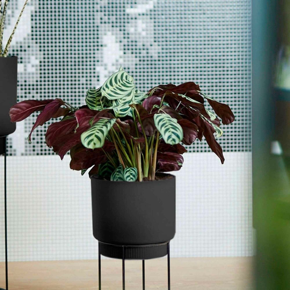 Dormeuse - le pot / ø 12cm / hauteur livrée environ 20cm, vendu par lot de 2