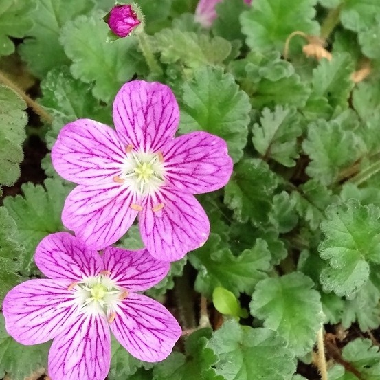 6 x érodium 'bishop's form' - erodium variabile 'bishop's form' - godet 9cm x 9cm