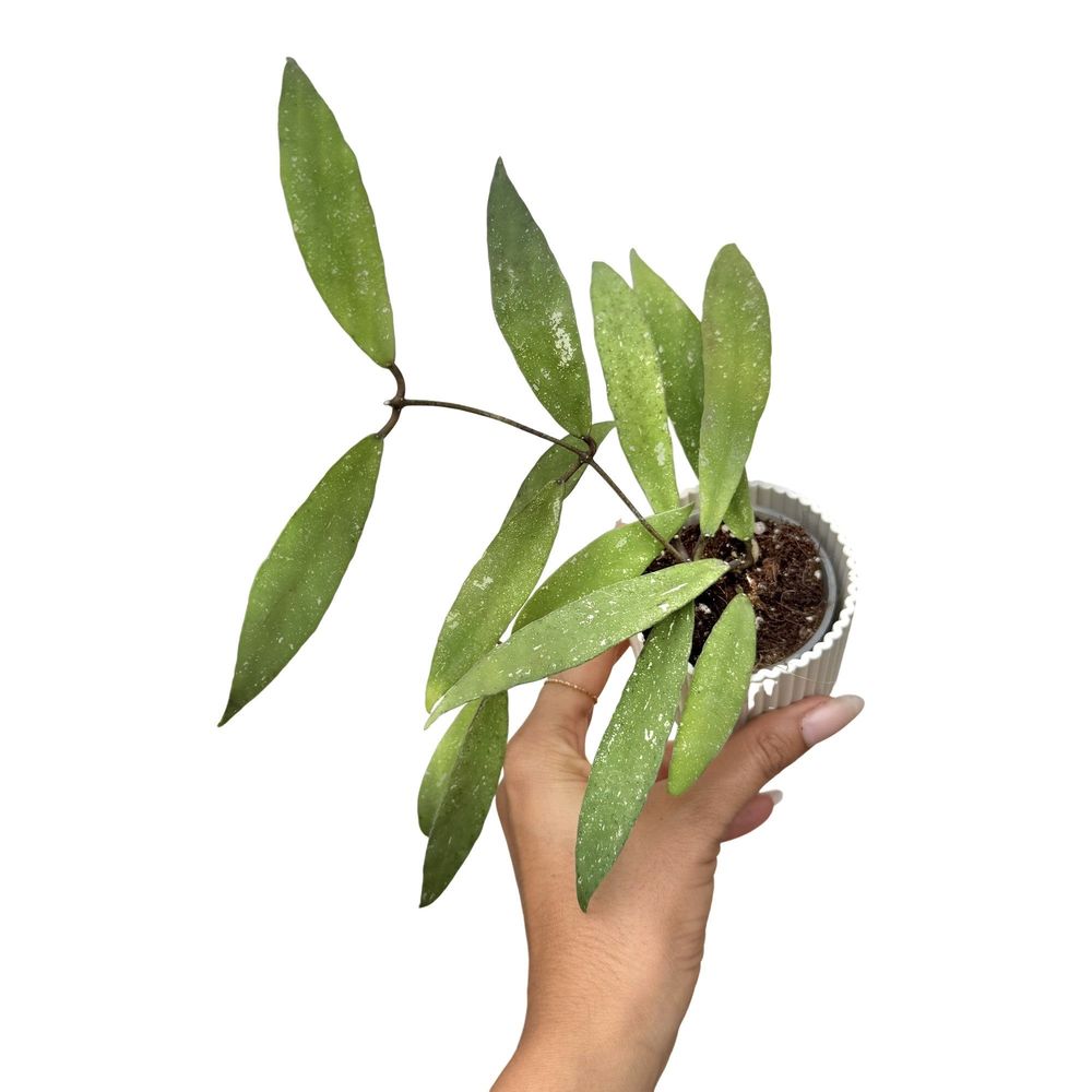Hoya scortechinii ut001 fleur rose - pot de 6cm - plantes d'intérieur