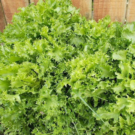 Graines de chicorée frisée - prix malin sachet