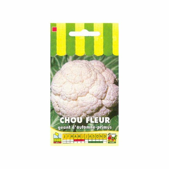 Chou fleur géant d'automne-Primus