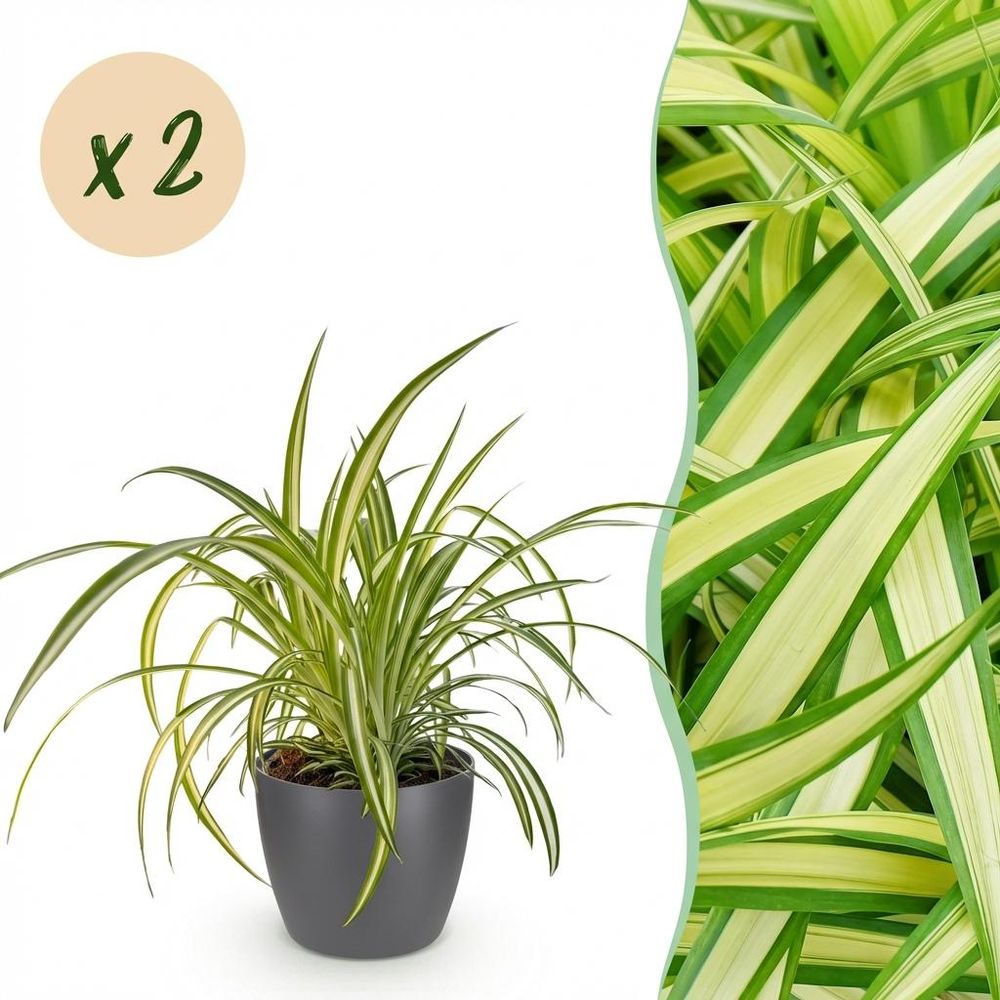 Chlorophytum comosum variegatum - pet-friendly - plante araignée - pot de 12cm - hauteur 20-30cm - plantes d'intérieur