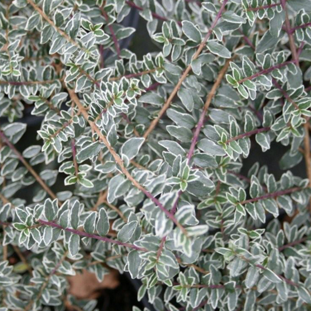 2 x chèvrefeuille à feuilles de buis - lonicera nitida 'silver beauty'  - 25-30 cm pot