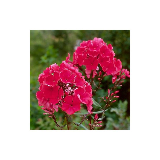 Phlox paniculé starfire lot de 5 godets