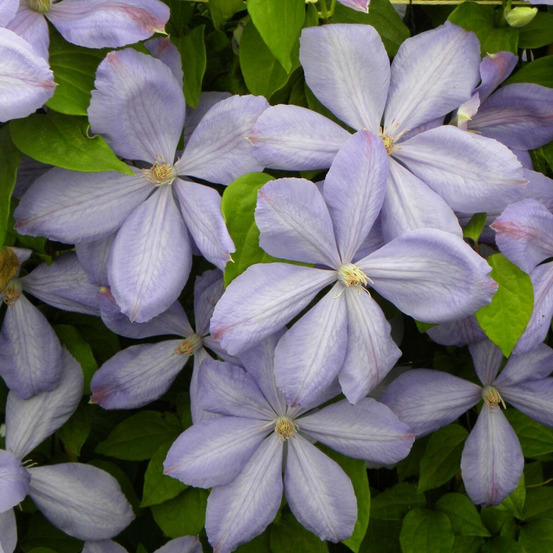 Clématite mrs cholmondeley pot de 3l - echelle bambou 60/120 cm