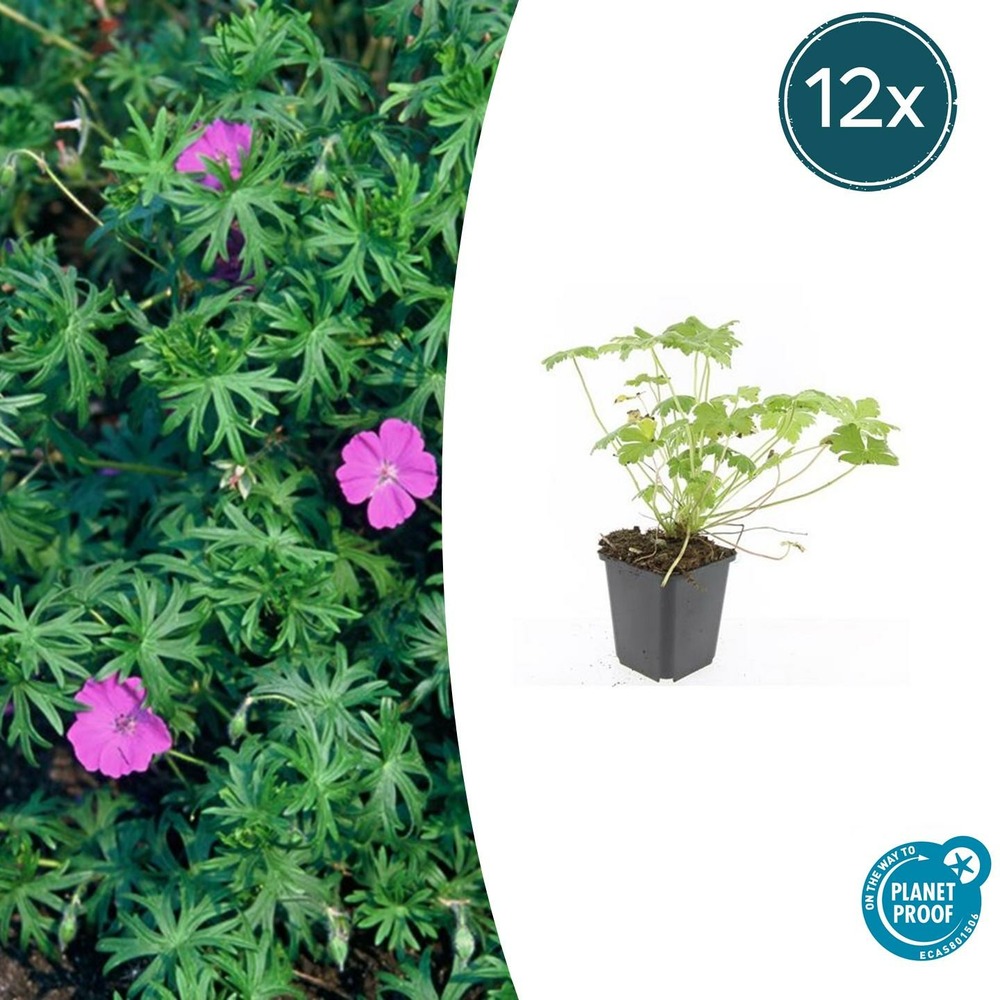 Géranium vivace 'tiny monster' x12 – entre 0,75 et 1m2