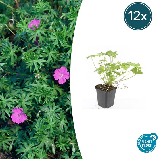 Géranium vivace 'tiny monster' x12 – entre 0,75 et 1m2