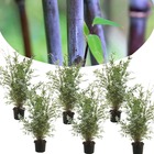 Fargesia nitida 'gansu' - set de 6 - bambou plante exterieur rustique non traçant - pot 17cm - hauteur 50-70cm