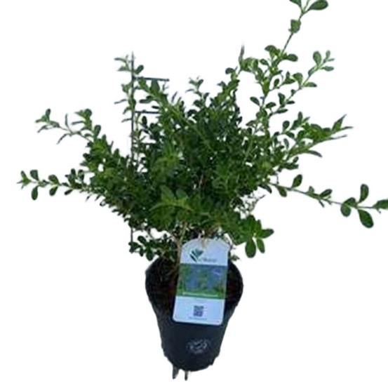Betterbuxus 'renaissance' – 15-20 cm