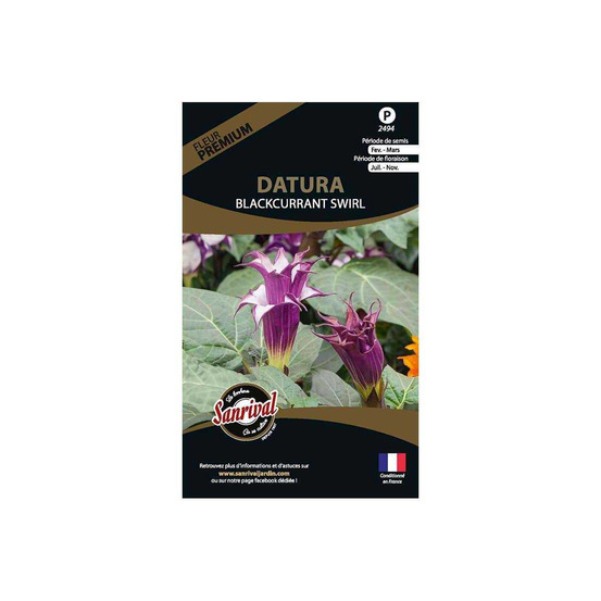 Graines de fleurs premium datura candida blackcurrant swirl