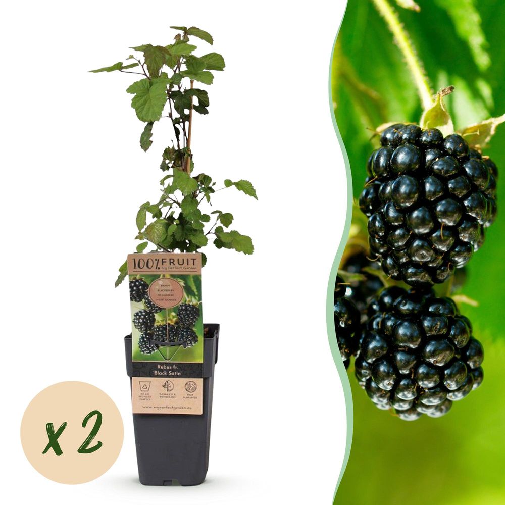 Mûre - pot 15 cm - hauteur 50 cm